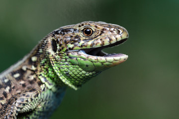 Head Of A Lizard (Lacerta Agilis). Close-Up.