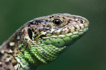 Head Of A Lizard (Lacerta Agilis). Close-Up.