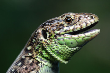 Head Of A Lizard (Lacerta Agilis). Close-Up.