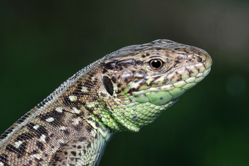 Head Of A Lizard (Lacerta Agilis). Close-Up.