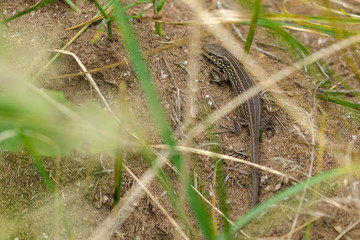 A Lizard (Lacerta Agilis) In The Grass. Close-Up.