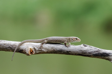 Fototapeta premium A Lizard On A Branch (Lacerta Agilis). Close-Up.
