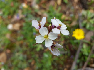 Fiore selvatico