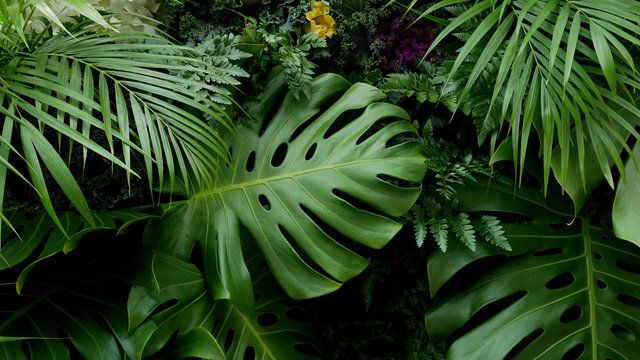 Green tropical leaves Monstera, palm, fern and ornamental plants backdrop background