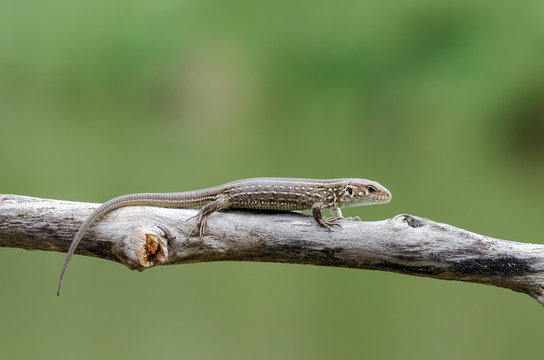 A Lizard On A Branch (Lacerta Agilis). Close-Up.