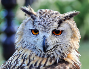 Mocho com bonitos olhos cor de laranja