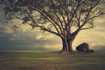 Poster Big Horrible tree (Bonhi) on the ground. Nature background. © Forrest9