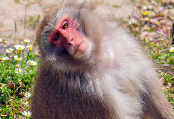 Macaco numa atitude engraçada