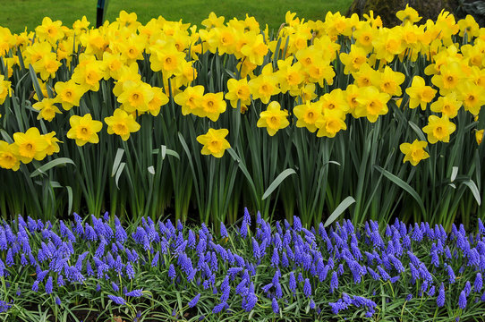 As cores do narciso variam entre o amarelo e o branco. Floresce no princípio da primavera tem normalmente seis pétalas com um funil central amarelo contendo os estames e o estigma.