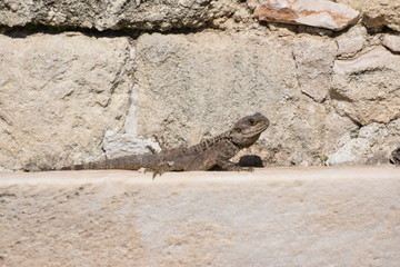 wild lizard North Cyprus