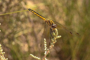 Yellow dragonfly close-up on grass