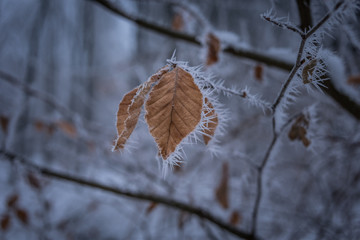 The dried leaves on branch in  winter