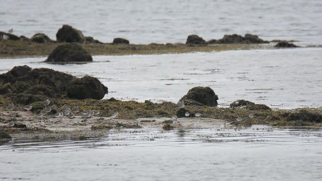 Oies Bernaches cravant sur la c&ocirc;te bretonne en hiver