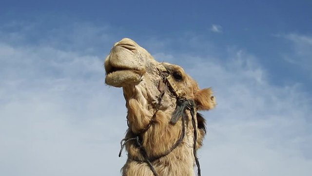 well-prepared camel poses photographer. it gives him pleasure