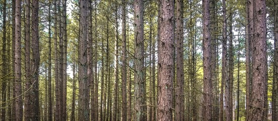 Fototapeta premium Prosto do drzew w holenderskim lesie