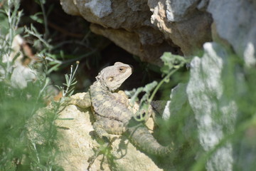 wild lizard North Cyprus