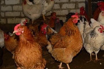 hens in the chicken coop