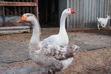 Domestic goose in the yard. Geese look in different directions
