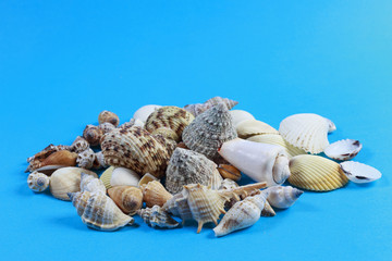 Conchiglie di mare su sfondo azzurro