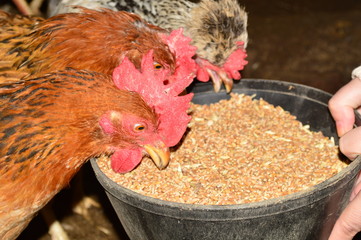 hens in the chicken coop