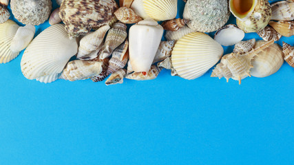 Conchiglie di mare su sfondo azzurro