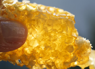 Golden honeycomb napolnenie sticky sweet honey kept in the fingers