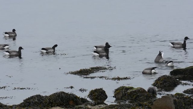 Oies Bernaches cravant sur la côte bretonne en hiver