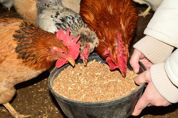 hens in the chicken coop © Дмитрий Мухудинов