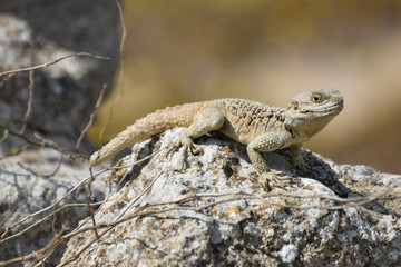 Naklejka na ściany i meble wild lizard North Cyprus
