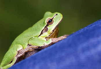 Close-up portrait of a small cute green frog as resting