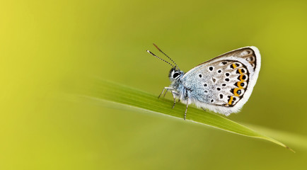 Butterfly on green background with copy space - spring, summer concept