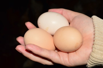 Fototapeta na wymiar chicken eggs in hand