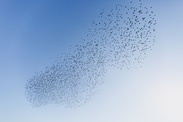 A large flock of hundreds of black birds flying south in the middle of a clear blue sky on a sunny weathery day. World of nature, environmental, fauna