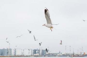 A beautiful lake house for birds. Elegant black and white seagulls fly over large clear undulating pond with a lot of wild birds on blue sky background. World of nature, environmental, fauna