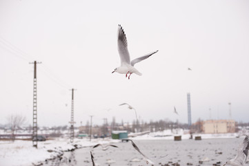 A beautiful lake house for birds. Elegant black and white seagulls fly over large clear undulating pond with a lot of wild birds on blue sky background. World of nature, environmental, fauna