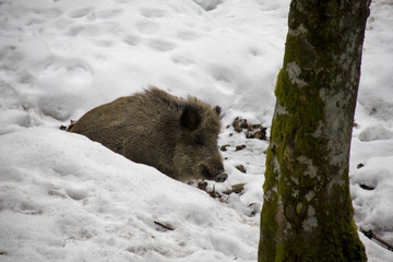 Wild boar in winter. Bavarian Forest National Park. © Lucie