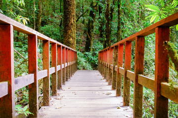 The walkway on the red wood bridge in natural forest.Perspective View Image.