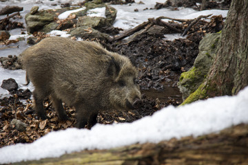 Wild boar in winter. Bavarian Forest National Park.