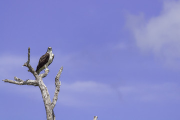 Osprey perched on tree. ready to hunt breakfast looks attentively down at the river with blue sky as background. also known as sea hawk or river hawk or fish hawk. beautiful bird of prey .