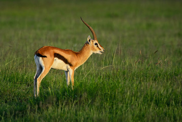 Thomson's Gazelle - Eudorcas thomsonii, small fast antelope from African savanna, Amboseli National Park, Kenya.