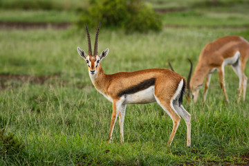 Naklejka na ściany i meble Thomson's Gazelle - Eudorcas thomsonii, small fast antelope from African savanna, Amboseli National Park, Kenya.