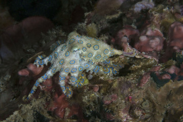 Naklejka na ściany i meble Blue ring octopus (Hapalochlaena lunulata)