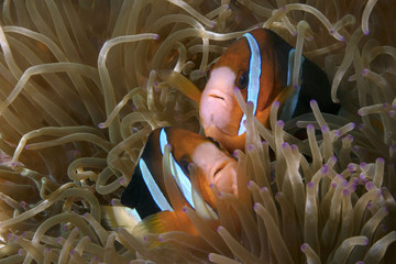 Anemonefish