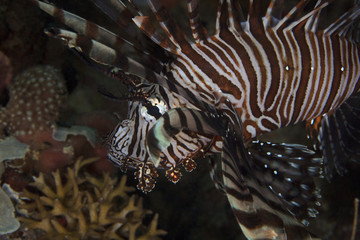 Fototapeta na wymiar Lionfish (Pterois)