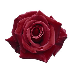 Velvet red rose on a white isolated background with clipping path.  no shadows. Closeup. For design, texture, borders, frame, background.  Nature.