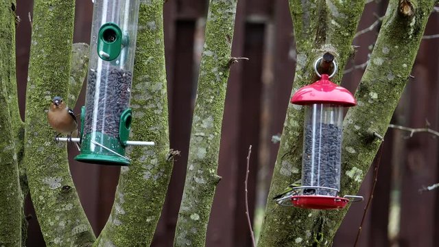 A chaffinch and siskin on a garden bird feeder filled with sunflower seeds.