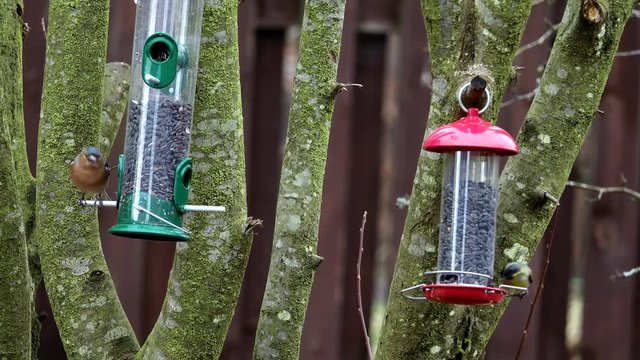 A chaffinch and siskin on a garden bird feeder filled with sunflower seeds.