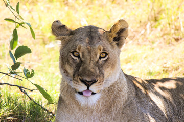 Cheeky lioness