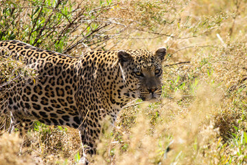 Wild leopard