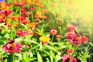 Butterflies peacock eye collecting nectar on zinnia. Butterfly on flower